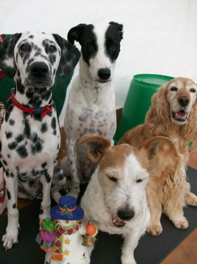 Estas son mis perras, las cuatro princesas de la casa... Muy buenas y obedientes... no me puedo quejar!!